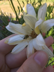 Diabrotica undecimpunctata