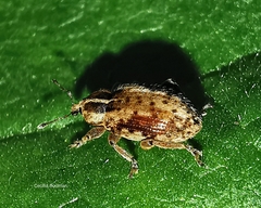 Hypera plantaginis
