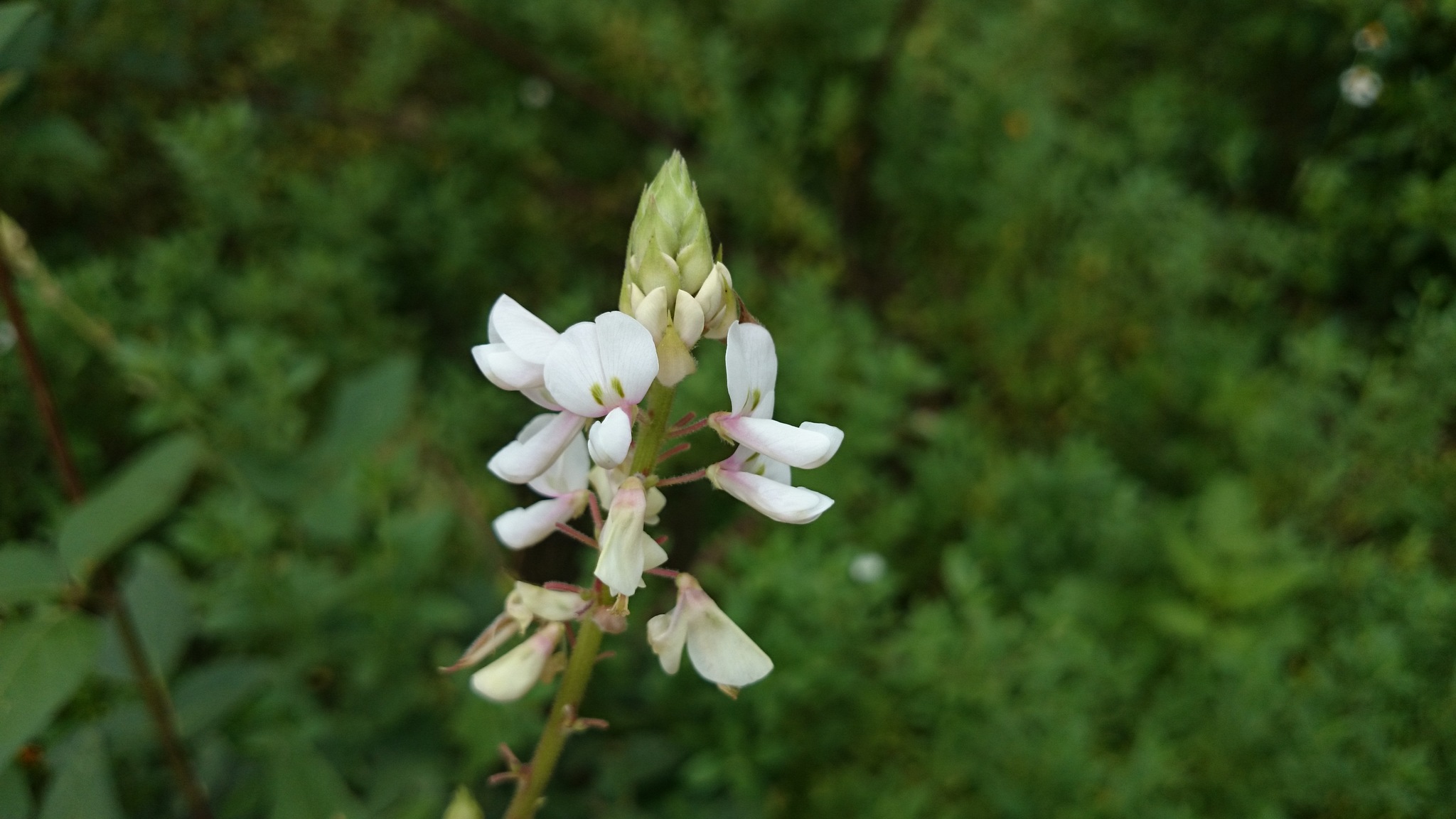 Desmodium lindheimeri