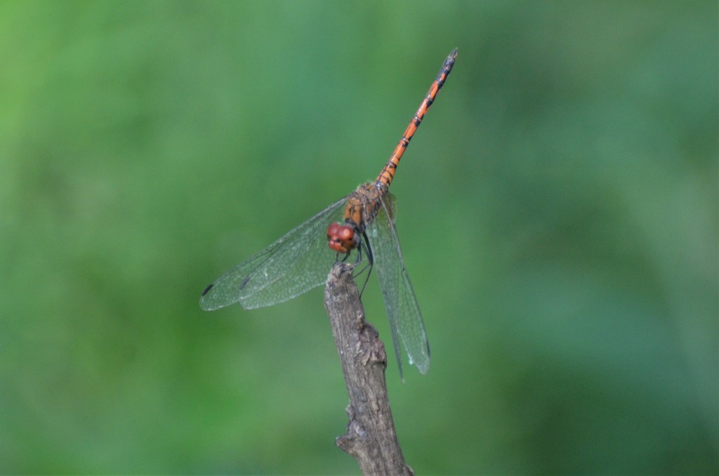 Elegant dropwing