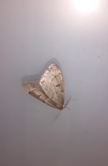 Theria rupicapraria