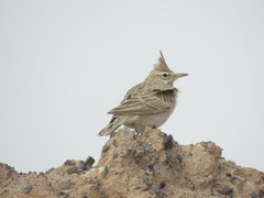 Galerida cristata