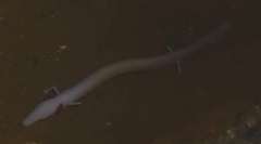 Proteus anguinus anguinus