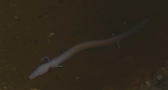 Proteus anguinus anguinus