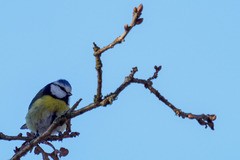 Cyanistes caeruleus