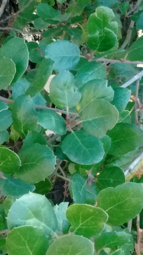 iNaturalist observation photo of coast live oak
