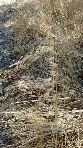 iNaturalist observation photo of wild oat