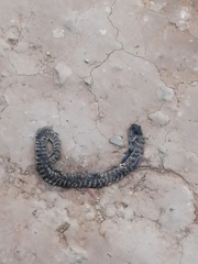 Hemachatus haemachatus