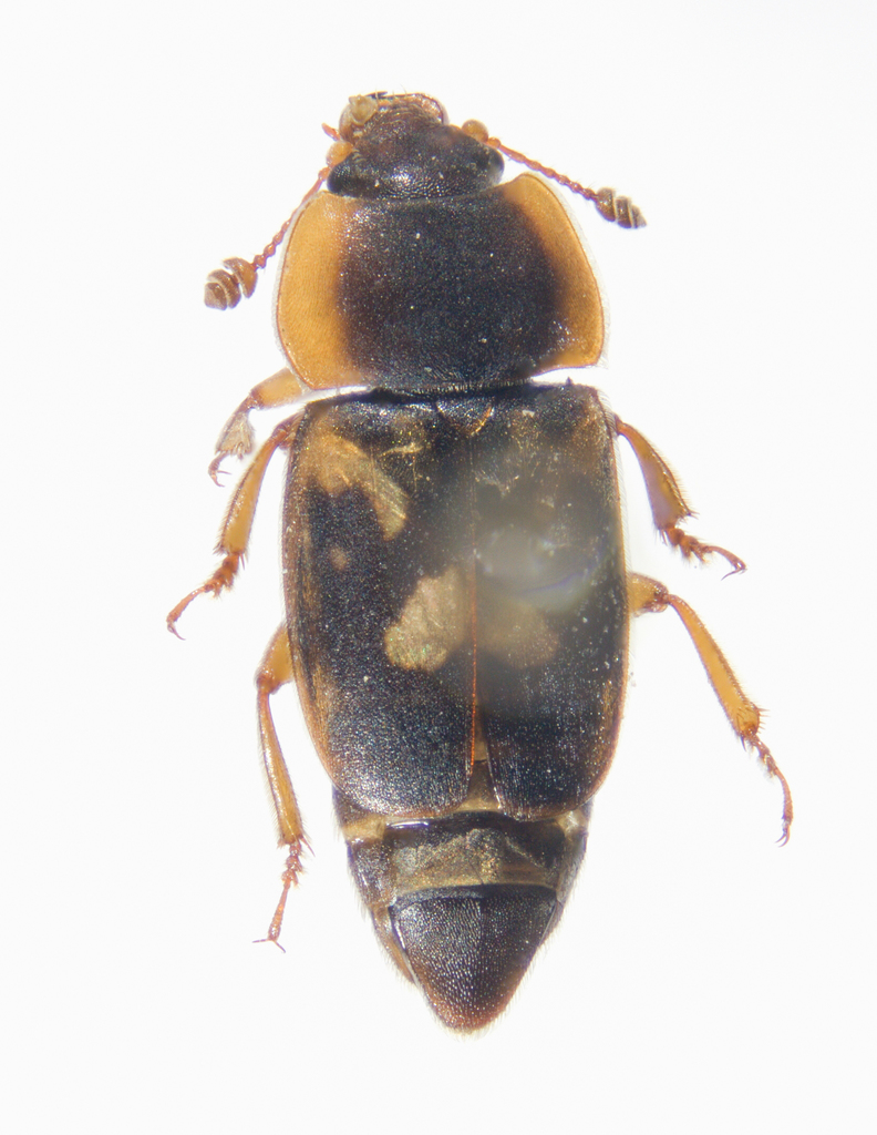 Sap beetle
