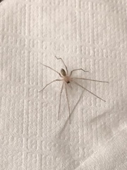 Cithaeron praedonius