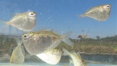 Hatchetfish photo 2