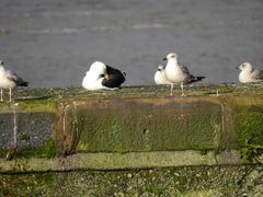 Larus marinus