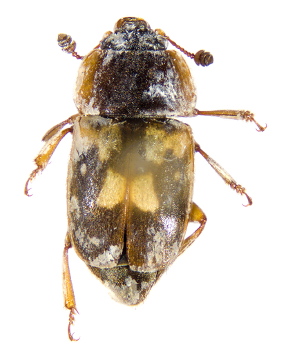 Sap beetle photo 2