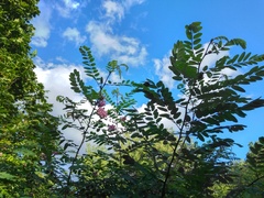 Robinia viscosa hartwigii