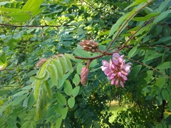 Robinia viscosa hartwigii