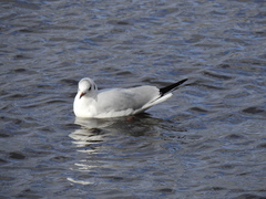 Chroicocephalus ridibundus
