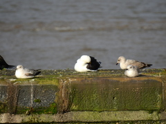 Larus marinus