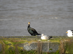 Phalacrocorax carbo
