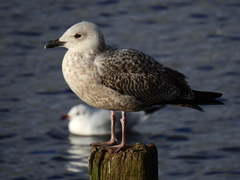 Larus argentatus