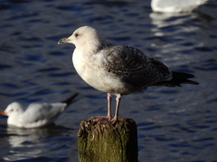 Larus argentatus