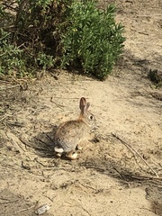 Sylvilagus audubonii