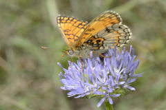 Melitaea parthenoides