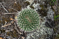 Mammillaria karwinskiana karwinskiana
