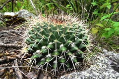 Mammillaria karwinskiana karwinskiana