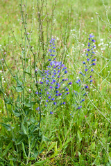 Echium vulgare
