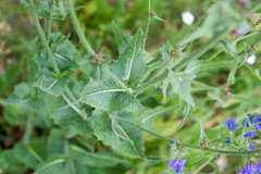 Echium vulgare