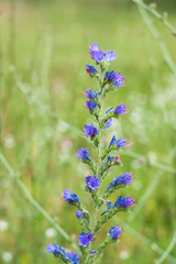 Echium vulgare