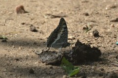Charaxes castor flavifasciatus