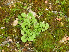 Cardamine hirsuta