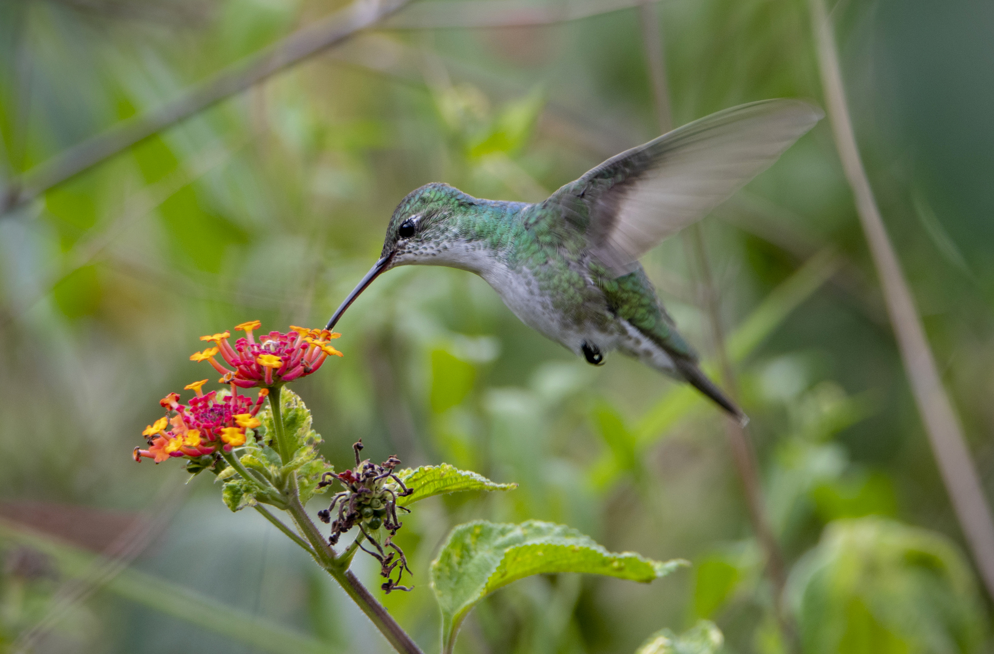 Green-and-white Hummingbird (Elliotomyia viridicauda), photo 5
