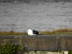 Larus marinus