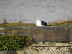 Larus marinus