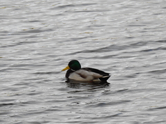 Anas platyrhynchos
