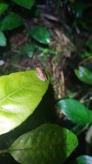 Scinax perpusillus