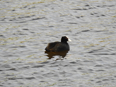 Fulica atra