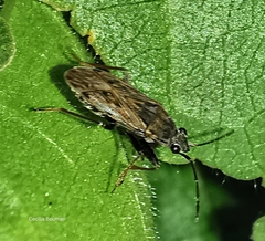 Peritrechus nubilus