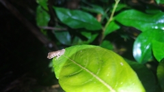 Scinax perpusillus