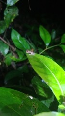 Scinax perpusillus