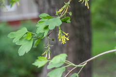 Ribes aureum