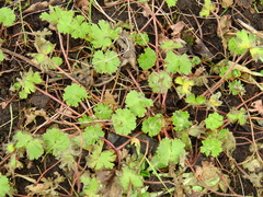 Geranium molle
