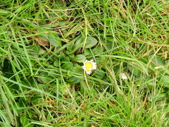 Bellis perennis