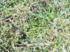 Rhytidiadelphus squarrosus