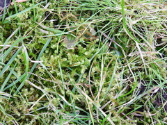 Rhytidiadelphus squarrosus