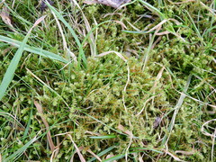 Rhytidiadelphus squarrosus