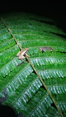 Physalaemus spiniger