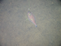Rex Sole photo 5